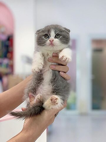 Thông tin chi tiết về mèo ta tai cụp tại Hải Dương