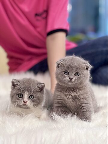 Mèo Anh Lông Ngắn Tai Cụp 2 Triệu: Thực Hư Giá Này