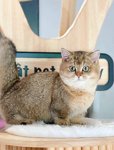 Mèo Chân Ngắn Là Mèo Gì? Tìm Hiểu Đặc Điểm, Giống Loại
