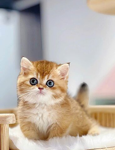 Giá Mèo Anh Lông Ngắn Màu Golden Chi Tiết Nhất