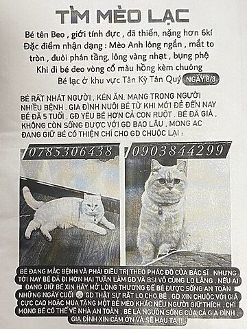 Hướng dẫn chi tiết làm sao để kiếm mèo bị thất lạc hiệu quả