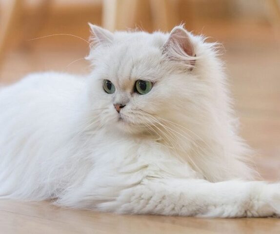 Mèo Ba Tư Lai Nga: Đặc Điểm & Cách Chăm Sóc