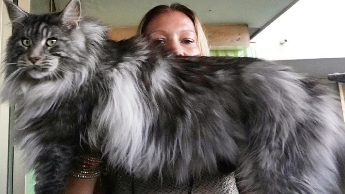 So sánh chi tiết mèo Maine Coon và mèo Anh lông dài: Đặc điểm, tính cách và cách chăm sóc