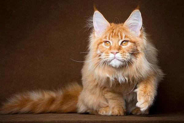 Giống Mèo Maine Coon: Đặc Điểm và Cách Chăm Sóc