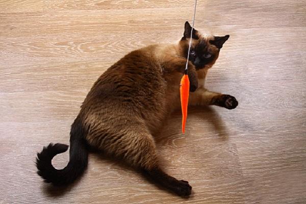 Mèo Xiêm Đen: Thực Hư Về Màu Lông Đặc Biệt Này