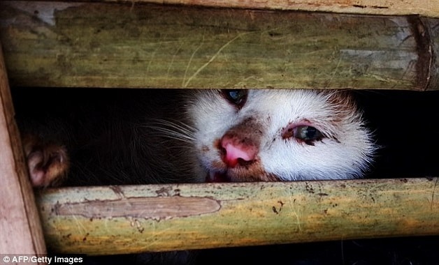 Ảnh Mèo Bị Nghiền Chết: Tìm Hiểu Sự Thật Và Cách Phòng Ngừa