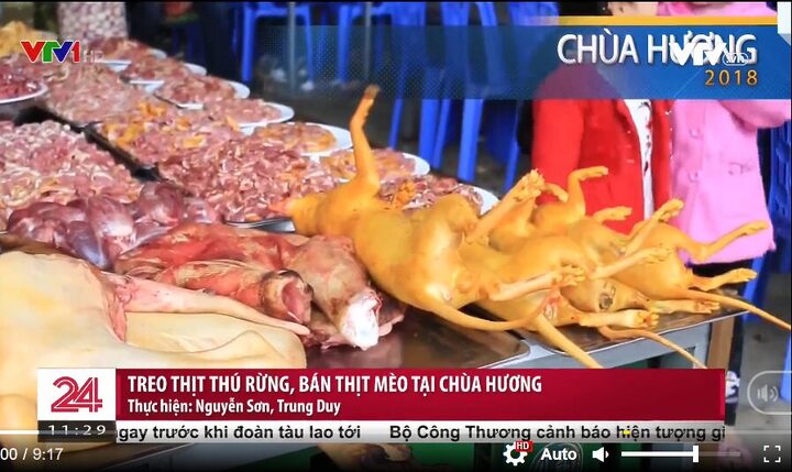 Thịt Mèo Rừng: Sự Thật Về Mối Nguy Hại Và Pháp Luật