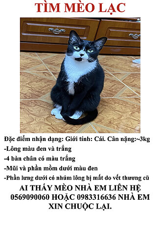 Cách tìm mèo bị mất hiệu quả và nhanh chóng
