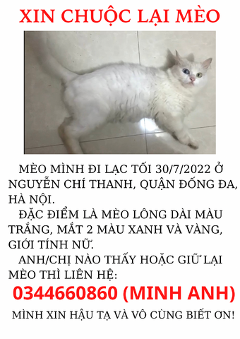 Hướng dẫn chi tiết làm sao để kiếm mèo bị thất lạc hiệu quả