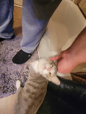 Mèo Bị Lạc Có Về Không? Khả Năng Mèo Trở Về