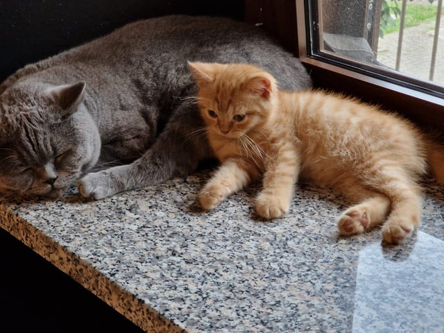 Giải Mã Hành Vi Đánh Nhau Của Mèo Anh Lông Ngắn Tabby