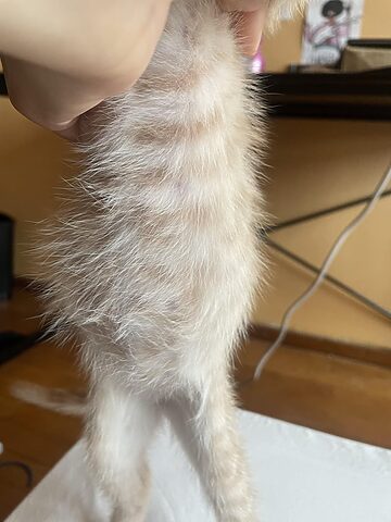 Mèo bị bụng phệ: Nguyên nhân, triệu chứng và cách xử lý