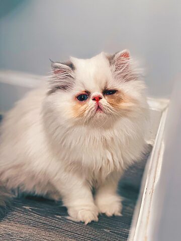 Tìm hiểu mèo Ba Tư hai màu mắt: Nét độc đáo và những điều cần biết