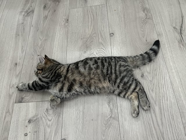 Cân Nặng Mèo Bengal: Tiêu Chuẩn & Yếu Tố Ảnh Hưởng