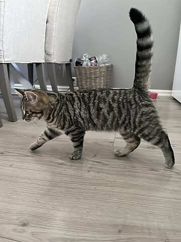 Cân Nặng Mèo Bengal: Tiêu Chuẩn & Yếu Tố Ảnh Hưởng