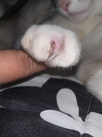 Mèo Bị Gỉ Phân: Nguyên Nhân, Triệu Chứng Và Cách Xử Lý Hiệu Quả