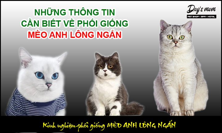 Phối Giống Mèo Ragdoll: Quy Trình & Lưu Ý