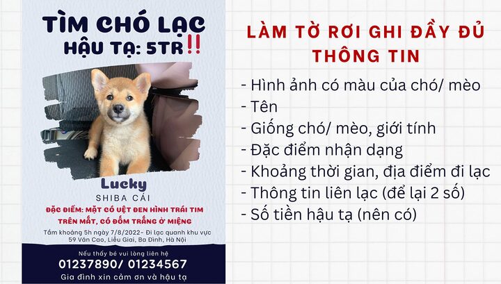 Cách tìm mèo bị mất hiệu quả và nhanh chóng