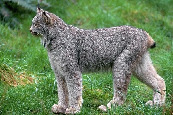 Linh miêu Canada với bàn chân lớn đi trên tuyết