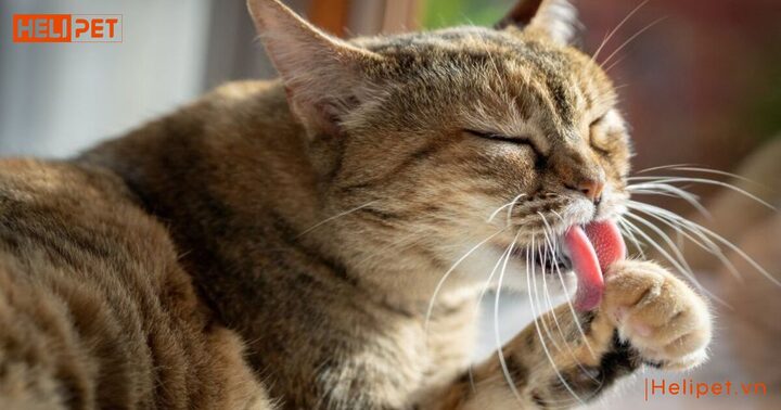 Lông mèo bị bết: Nguyên nhân, cách khắc phục và phòng ngừa