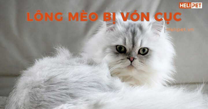 Lông Mèo Bị Vón Cục: Nguyên Nhân, Cách Xử Lý Và Phòng Ngừa