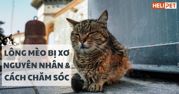 Lông mèo bị khô: Nguyên nhân và giải pháp toàn diện