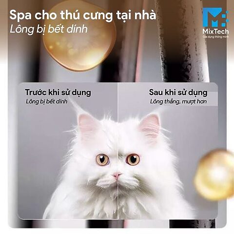 Lông mèo bị bết dính: Nguyên nhân, cách xử lý và phòng ngừa hiệu quả