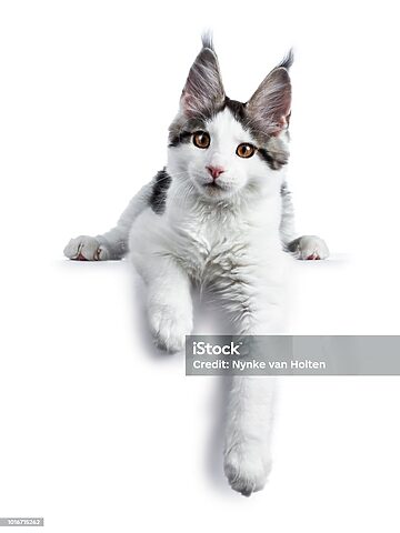 Mèo Bị Thương Ở Bàn Chân: Dấu Hiệu & Chăm Sóc Đúng Cách
