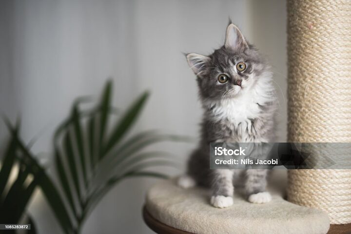 So sánh chi tiết mèo Maine Coon và mèo Anh lông dài: Đặc điểm, tính cách và cách chăm sóc