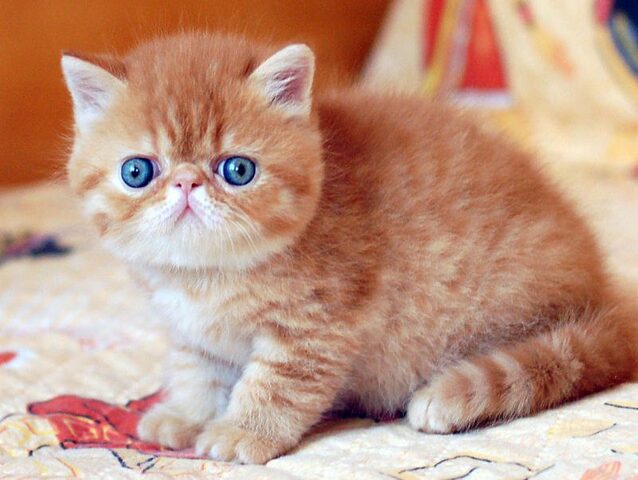 Tìm hiểu về Mèo Ba Tư Mắt Hai Màu và Mèo Exotic