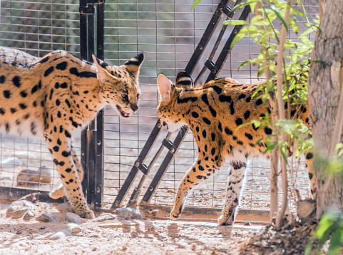 Mèo Rừng Nam Phi Serval: Đặc Điểm, Tập Tính & Bảo Tình