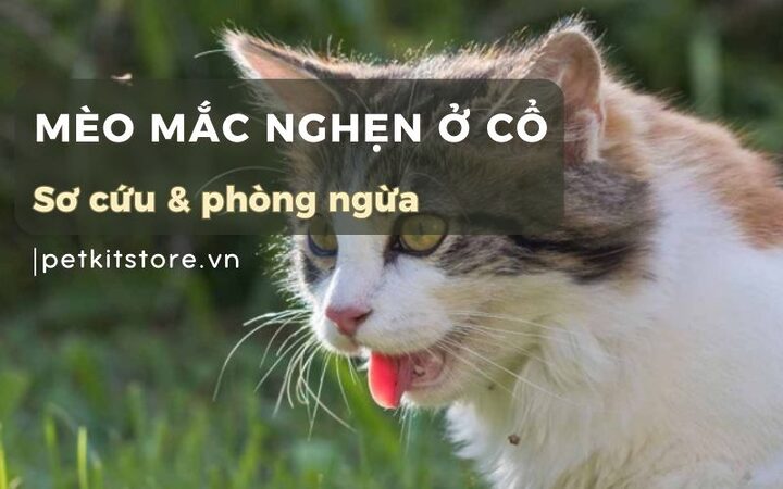 Mèo Bị Mắc Nghẹn: Dấu Hiệu, Nguyên Nhân & Cách Xử Lý Nhanh Chóng