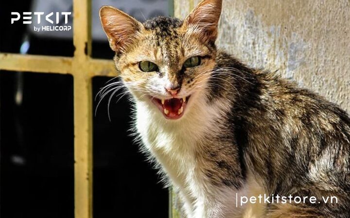 Mèo Bị Mắc Nghẹn: Dấu Hiệu, Nguyên Nhân & Cách Xử Lý Nhanh Chóng