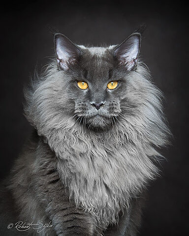 So sánh chi tiết mèo Maine Coon và mèo Anh lông dài: Đặc điểm, tính cách và cách chăm sóc