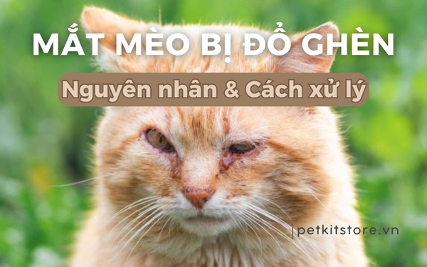 Mèo Bị Cào Sưng Mắt: Nguyên Nhân, Triệu Chứng Và Xử Lý