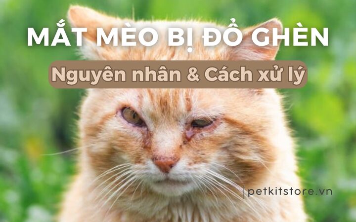 Giải Mã Tình Trạng Mắt Mèo Bị Đổ Ghèn: Nguyên Nhân, Triệu Chứng & Cách Chăm Sóc