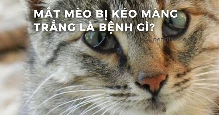 Mèo Bị Chấn Thương: Dấu Hiệu, Nguyên Nhân Và Xử Lý