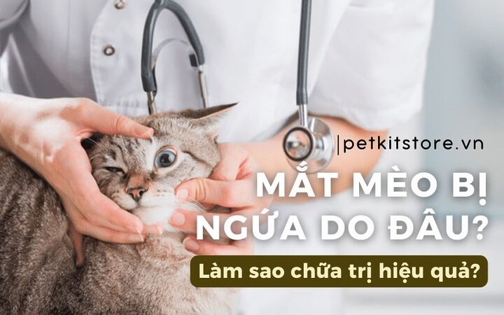 Mèo bị ngứa ở mặt: Dấu hiệu, nguyên nhân và giải pháp