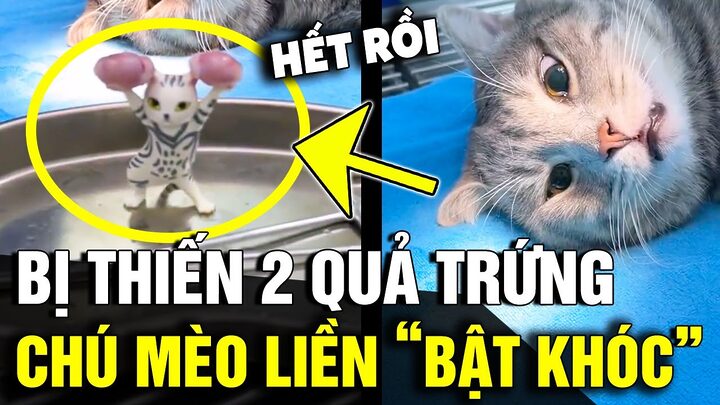 Tất Tần Tật Về Mèo Bị Thiến: Sức Khỏe, Hành Vi & Chăm Sóc