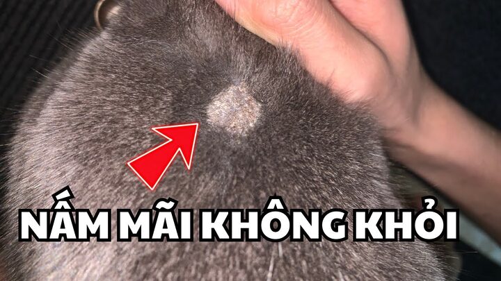 Mèo bị vảy gàu: Nguyên nhân, triệu chứng và cách điều trị hiệu quả