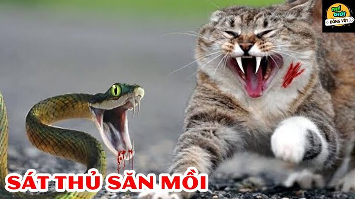 Khám phá Bản Năng Săn Mồi Phi Thường Của Mèo Rừng