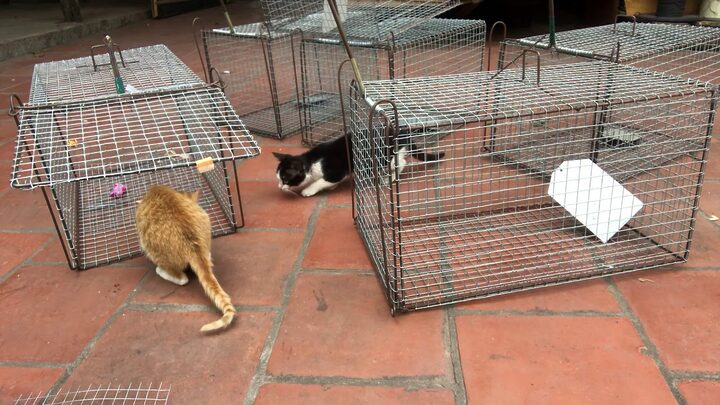 Nguy hiểm khi bẫy mèo rừng và giải pháp nhân đạo