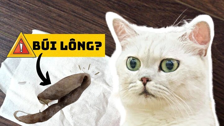 Mèo bị nôn ra lông: Nguyên nhân và cách xử lý hiệu quả
