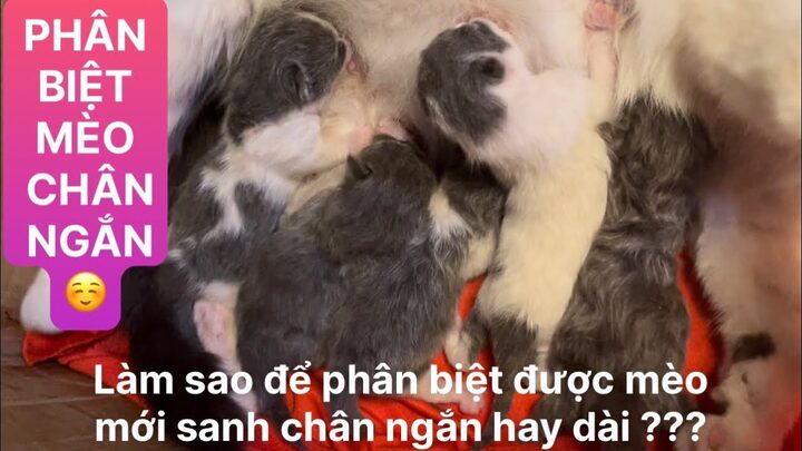 Mèo Chân Ngắn Với Mèo Chân Dài: Khác Biệt Gì?