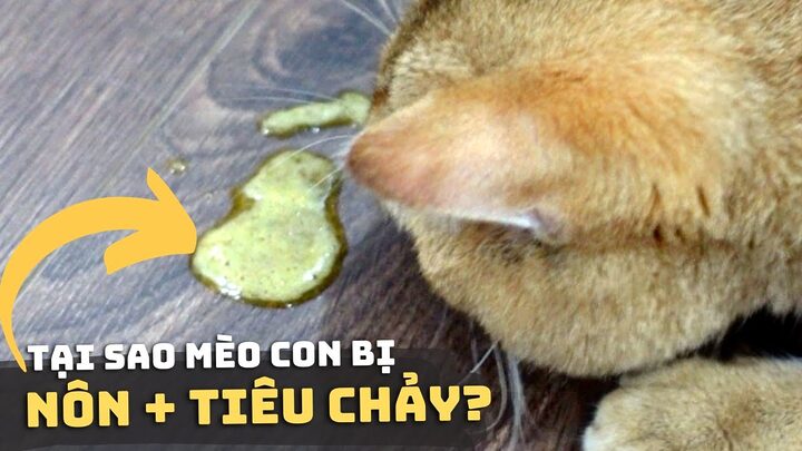 Mèo Bị Nôn và Tiêu Chảy: Nguyên Nhân, Triệu Chứng Và Cách Chăm Sóc