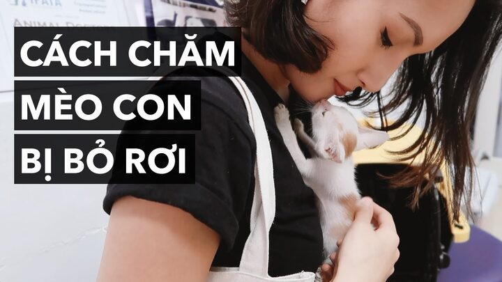 Hướng dẫn chăm sóc mèo bị bỏ rơi chi tiết A-Z