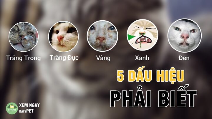 Mèo bị sổ mũi: Nguyên nhân, triệu chứng và cách điều trị