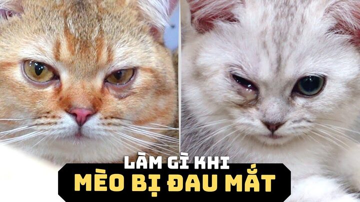 Mắt mèo bị sưng: Nguyên nhân, triệu chứng và cách xử lý