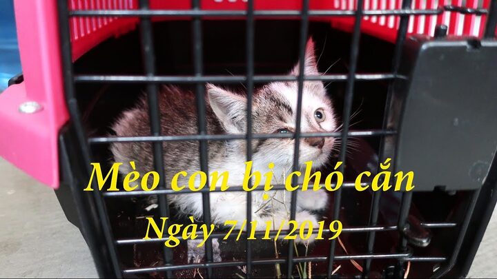 Mèo bị chó cắn có sao không? Biến chứng và xử lý