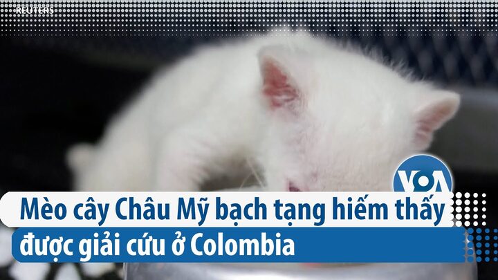 Mèo bị bạch tạng: Đặc điểm, sức khỏe & chăm sóc